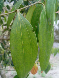 Cinnamomum loureiroi Saigon Cinnamon Cinnamomum loureiroi Saigon Cinnamon